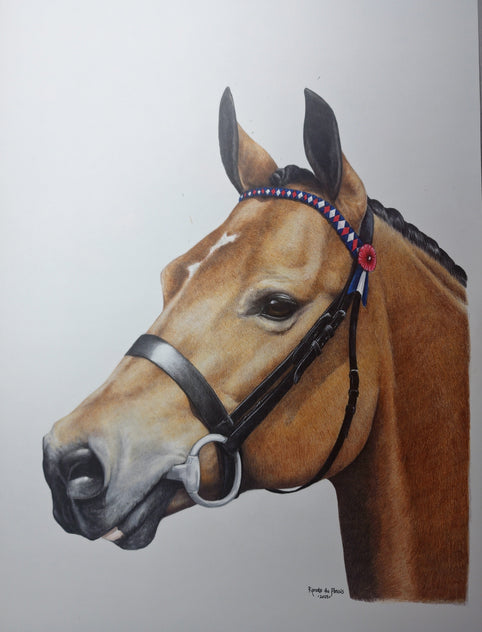 Colour pencil drawing of a pony wearing a bridle with a blue,red and white browband.