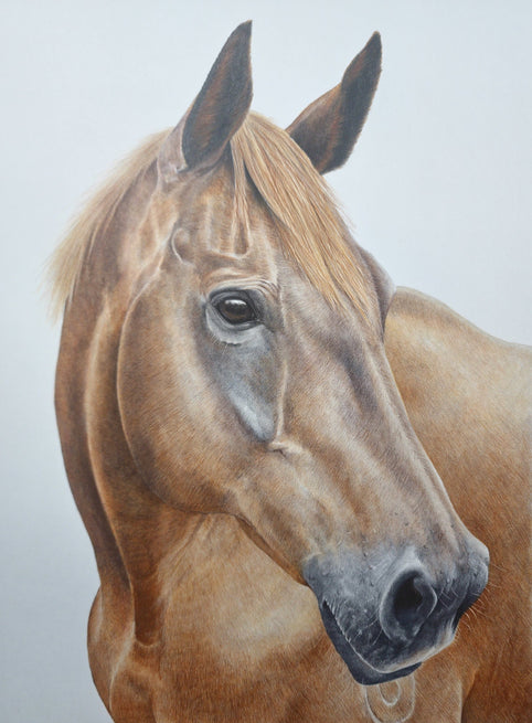 Colour pencil drawing of a liver chestnet thoroughbred broodmare