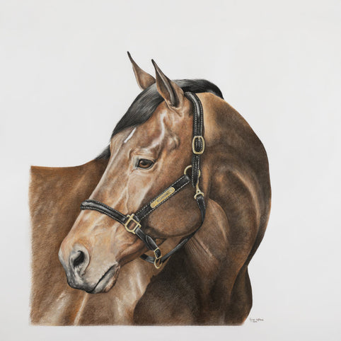 Warmblood stallion with a headcollar on.