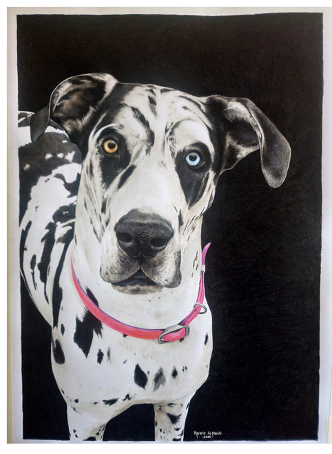 Portrait of a Great Dane dog drawn in colour pencil with a black background