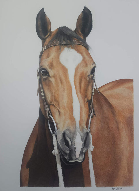 Colour pencil portrait of a horse wearing a bridle