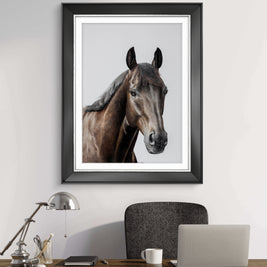 Racehorse Antino - Limited Edition
