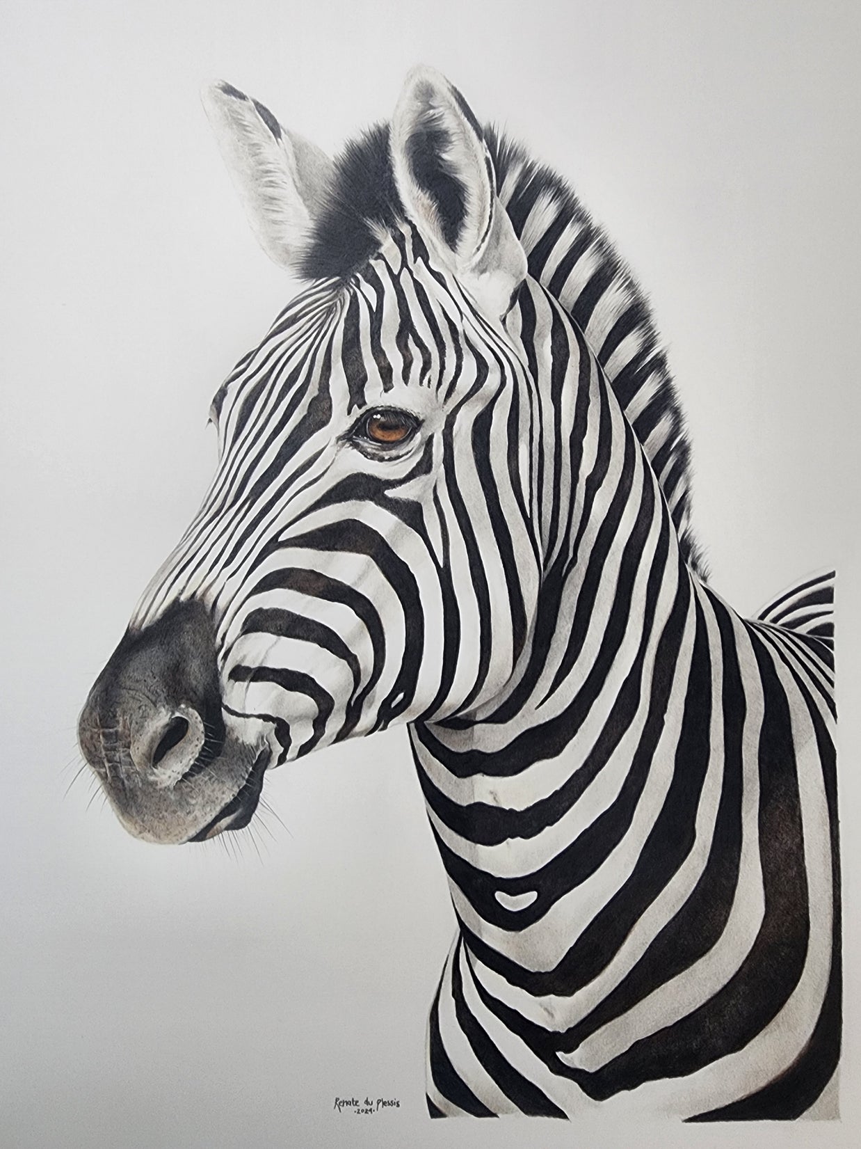 limited edition fine art print of a zebra on a white background