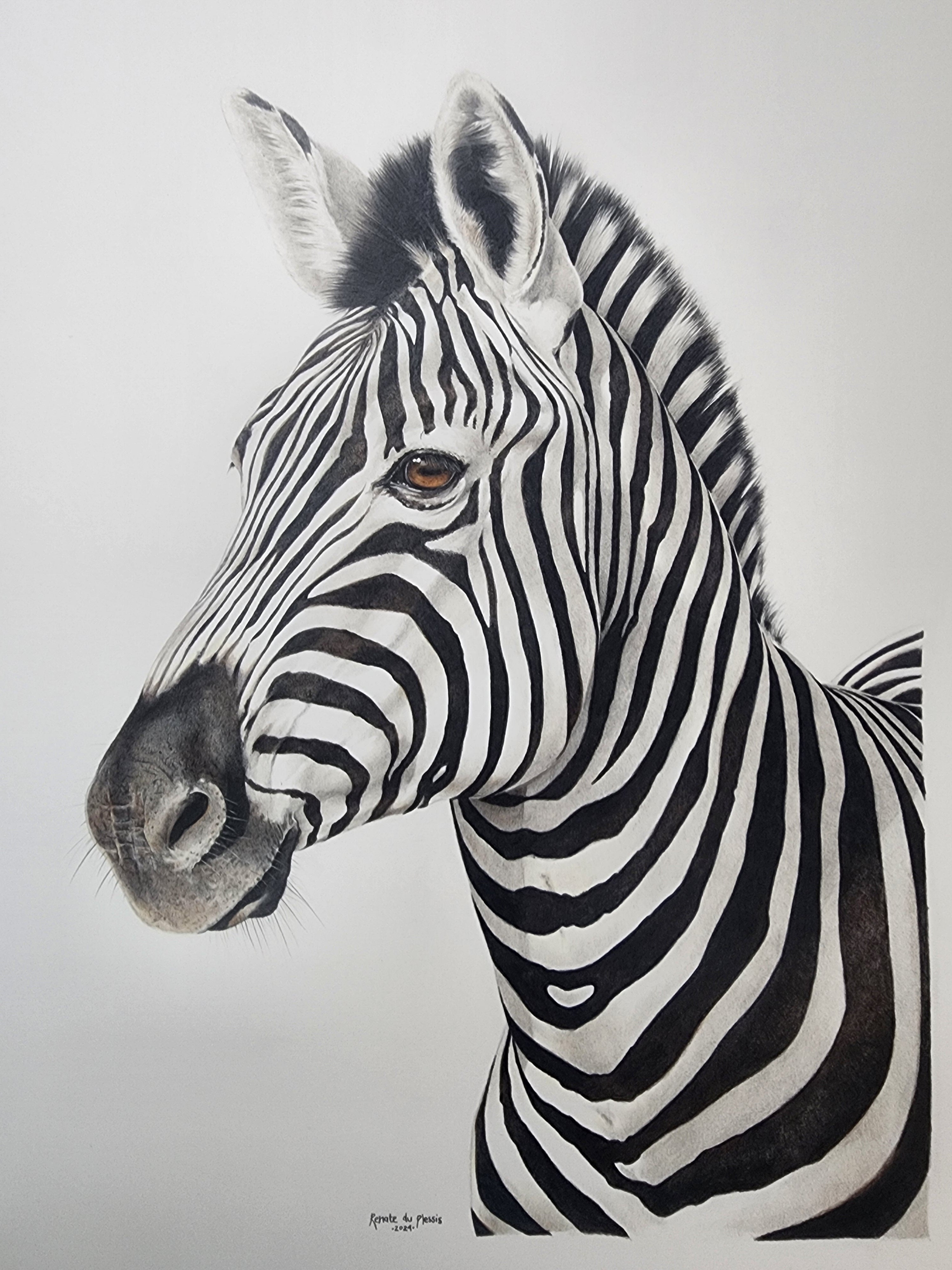 limited edition fine art print of a zebra on a white background