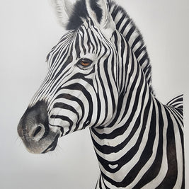limited edition fine art print of a zebra on a white background