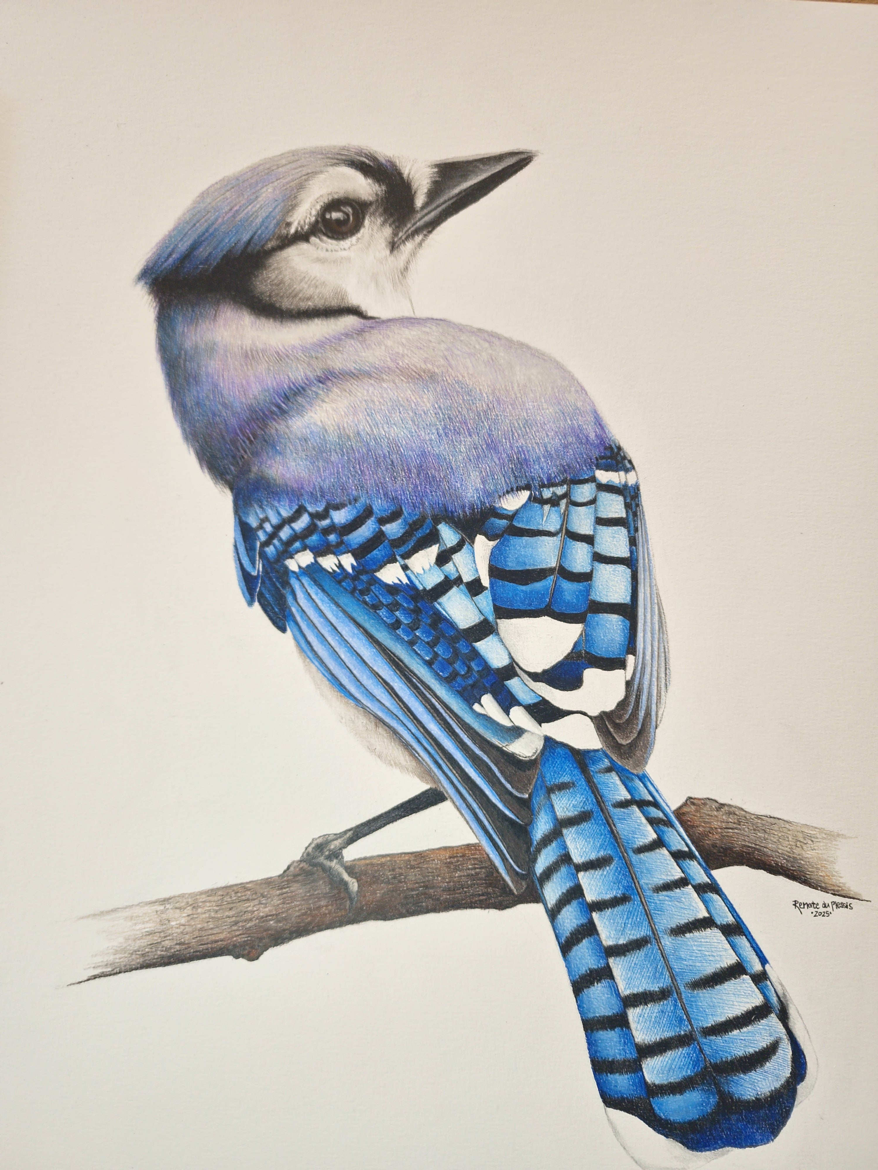 Blue Jay bird drawn in colour pencil on white drawing paper