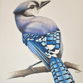 Blue Jay bird drawn in colour pencil on white drawing paper