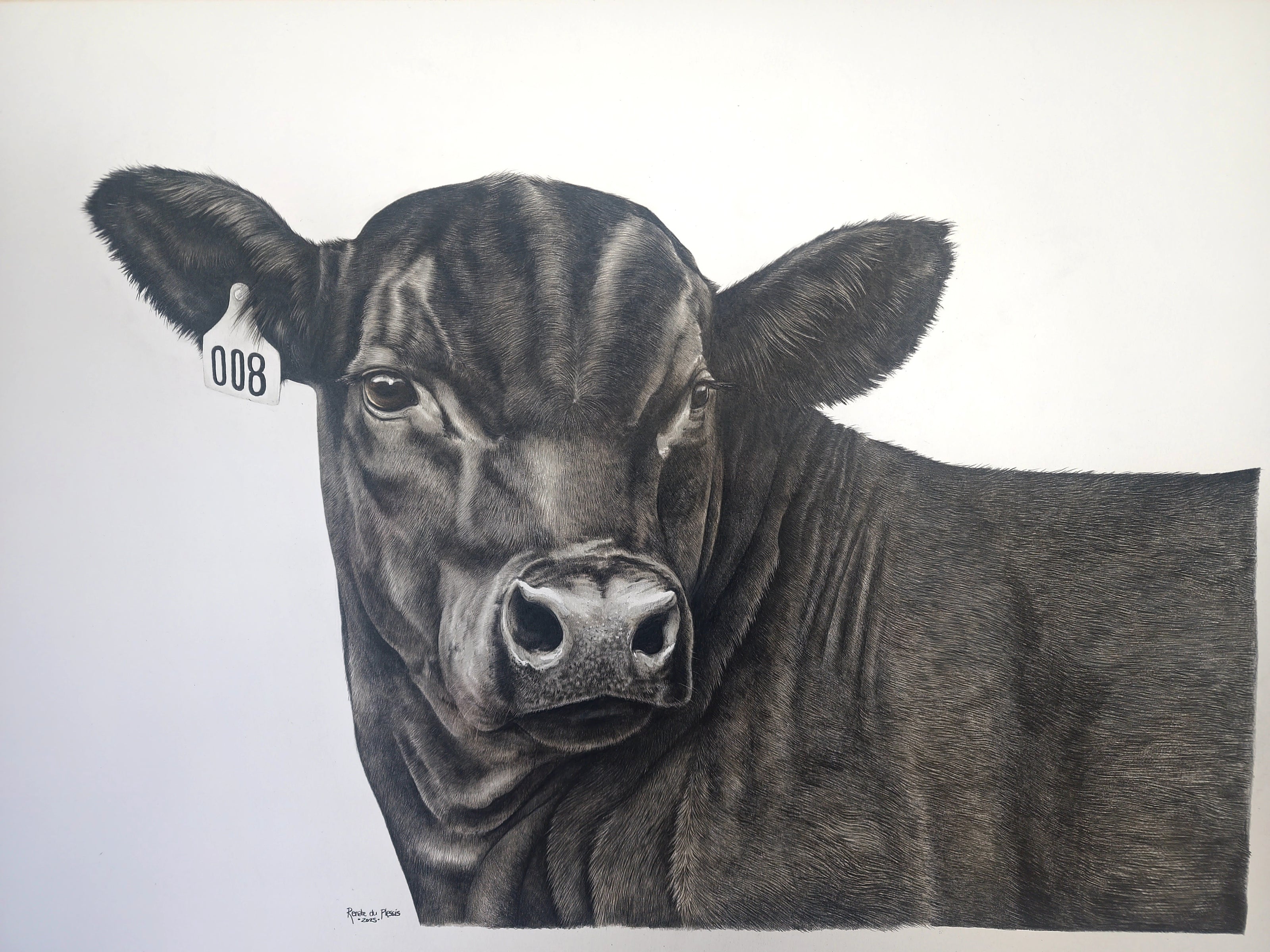 When You Hear The Call - Black Angus Steer 008