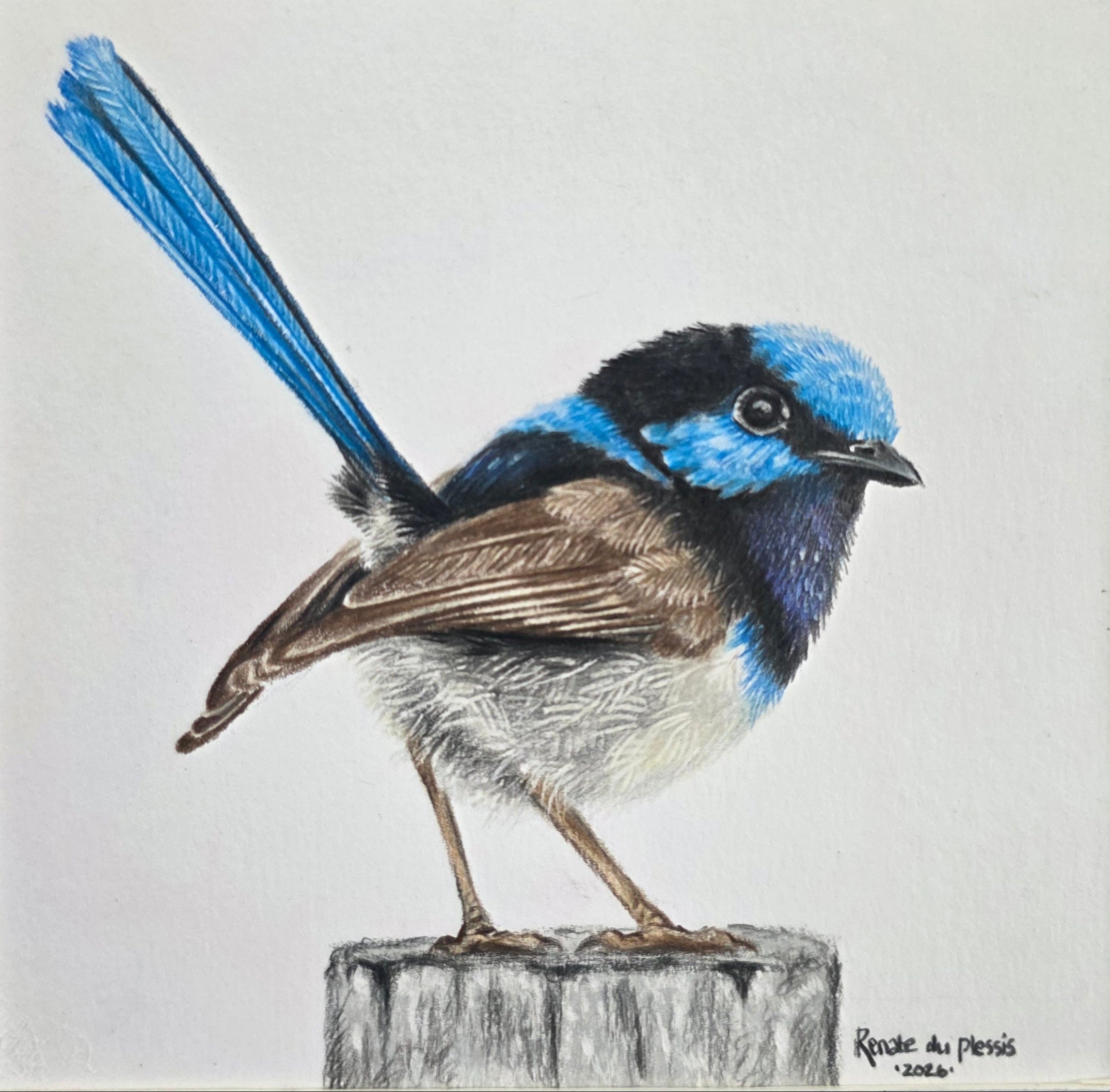 A detailed colored pencil drawing of a blue and black fairy wren perched on a small tree stump, set against a plain light white background. 