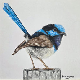 A detailed colored pencil drawing of a blue and black fairy wren perched on a small tree stump, set against a plain light white background. 