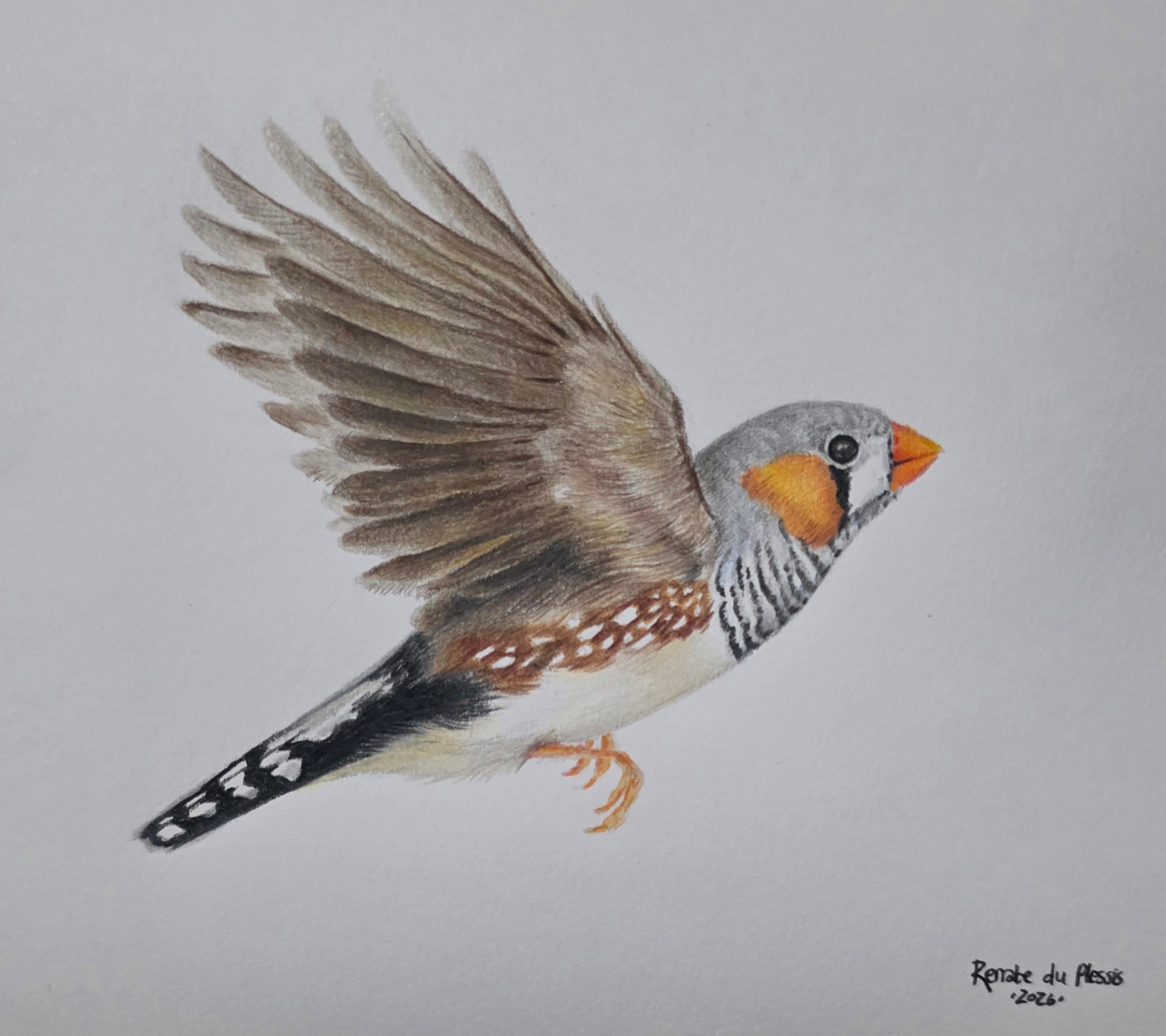 A colored pencil drawing of a zebra finch bird in flight, shown against a plain light gray background. The artwork includes detailed feather shading in brown, gray, white, and black, with orange accents on the beak and cheek.