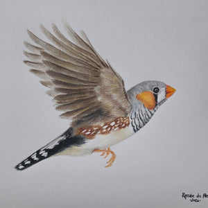 A colored pencil drawing of a zebra finch bird in flight, shown against a plain light gray background. The artwork includes detailed feather shading in brown, gray, white, and black, with orange accents on the beak and cheek.