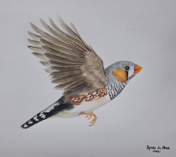 A colored pencil drawing of a zebra finch bird in flight, shown against a plain light gray background. The artwork includes detailed feather shading in brown, gray, white, and black, with orange accents on the beak and cheek.