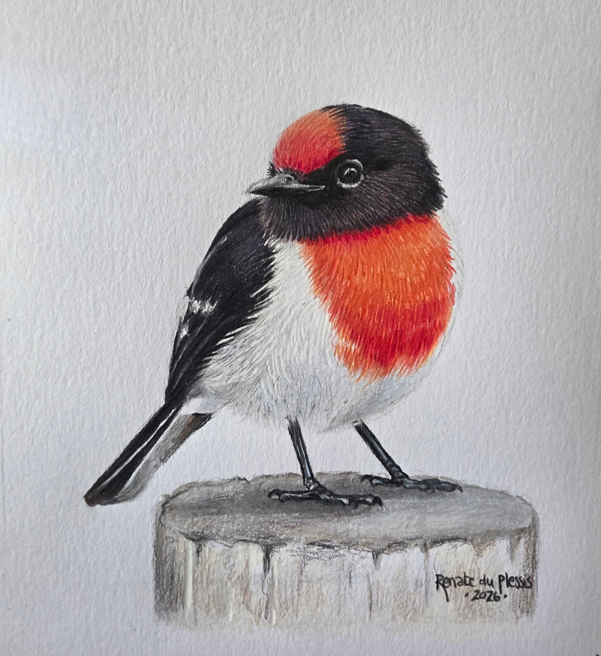 A colored pencil drawing of a small bird perched on a log, with a red and orange chest, black head and back, and white underparts, on a light textured background.