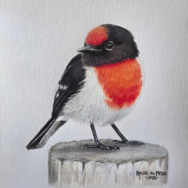A colored pencil drawing of a small bird perched on a log, with a red and orange chest, black head and back, and white underparts, on a light textured background.