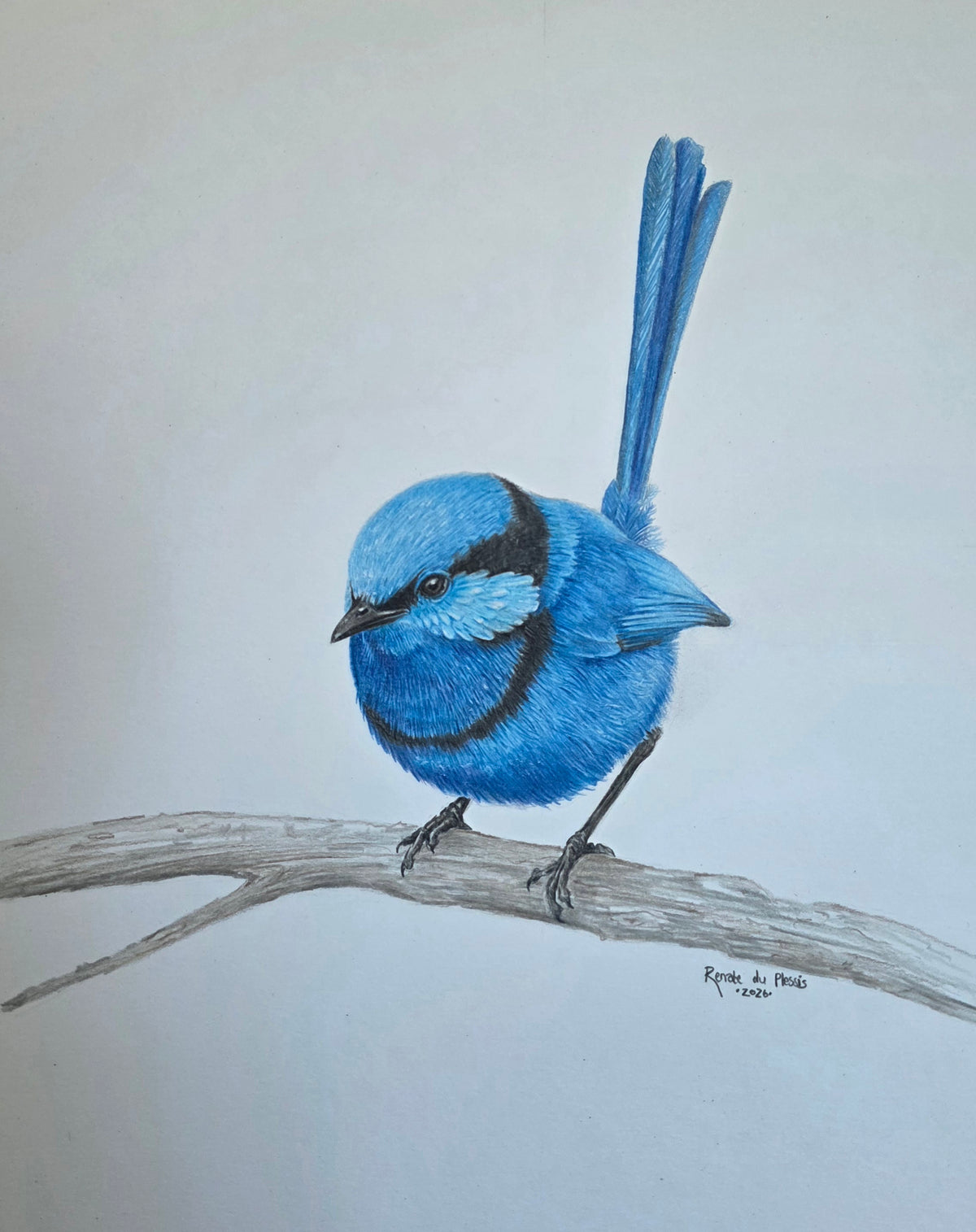 A colored pencil drawing of a bright blue fairy wren perched on a branch, set against a plain light gray background. 