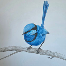 A colored pencil drawing of a bright blue fairy wren perched on a branch, set against a plain light gray background. 
