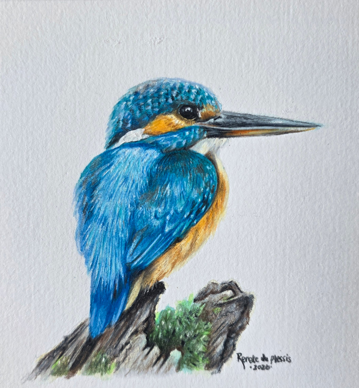 A colored pencil and watercolour drawing of a blue kingfisher perched on a branch, set against a textured off-white paper 