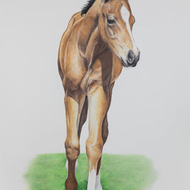 Where Dreams Begin Foal - Limited Edition