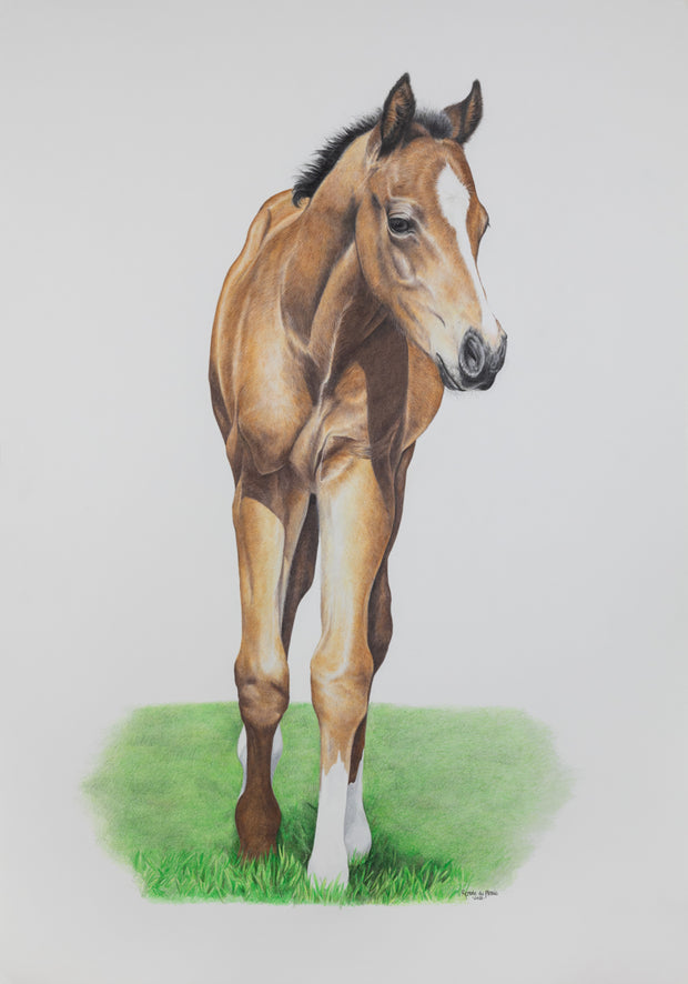 Where Dreams Begin Foal - Limited Edition