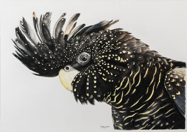 Black Cockatoo 'Mr Casanova' - Limited Edition
