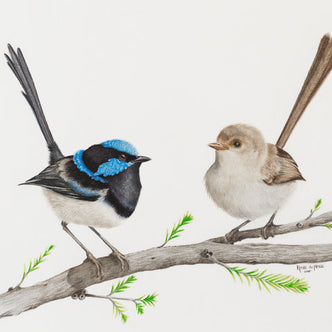 Romeo & Juliet Superb Fairy Wren Pair - Limited Edition