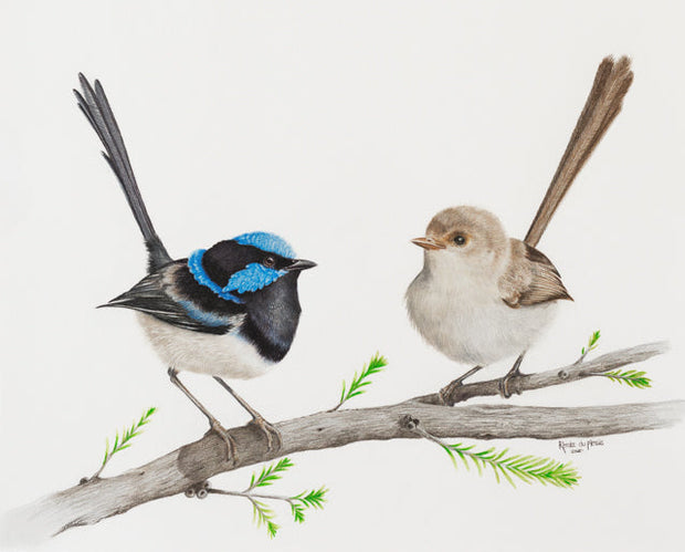 Romeo & Juliet Superb Fairy Wren Pair - Limited Edition