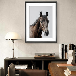 Racehorse Antino - Limited Edition