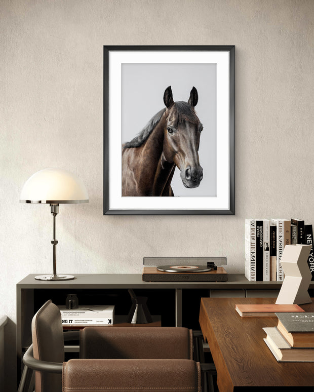 Racehorse Antino - Limited Edition