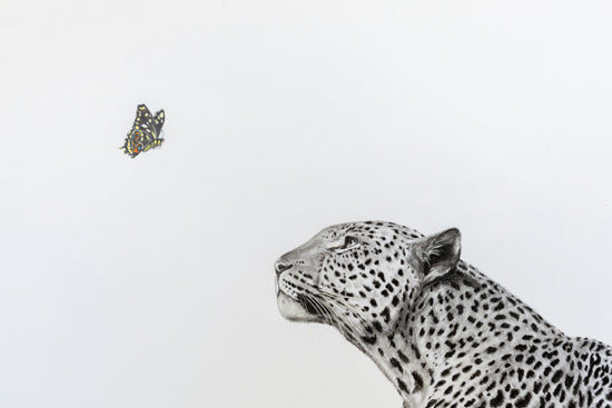 A black and white pencil-style drawing of a leopard looking upward, with a small colorful butterfly floating in the upper left on a plain white background.