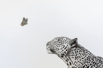 A black and white pencil-style drawing of a leopard looking upward, with a small colorful butterfly floating in the upper left on a plain white background.