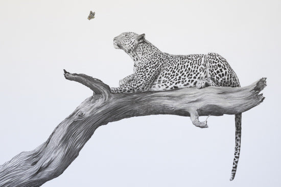 A realistic black and white pencil-style drawing of a leopard lying on a large tree branch, with a small butterfly above against a plain light background.