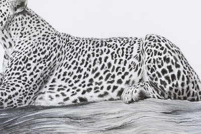 A detailed black and white pencil-style drawing of a leopard lying down, with its spotted fur rendered in high contrast against a light background.