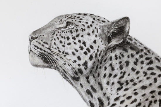 A detailed black and white pencil drawing of a leopard's head in profile, showing fine shading and realistic fur spots against a plain white background.