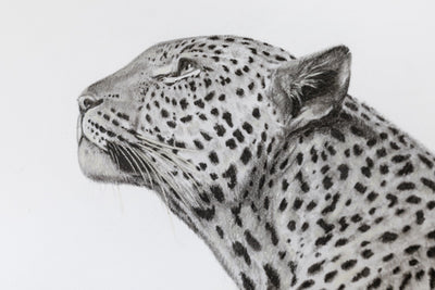 A detailed black and white pencil drawing of a leopard's head in profile, showing fine shading and realistic fur spots against a plain white background.