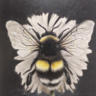 The Collector - SOLD