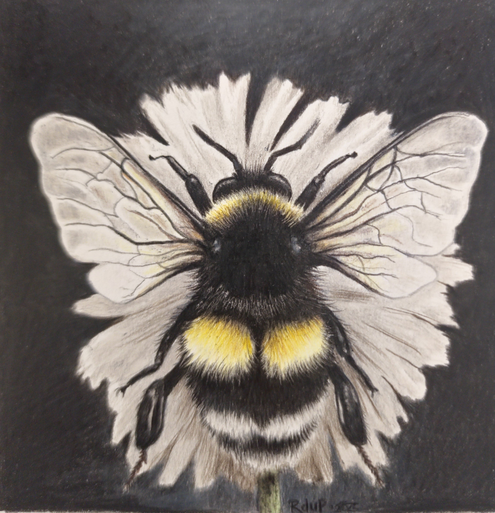 The Collector - SOLD