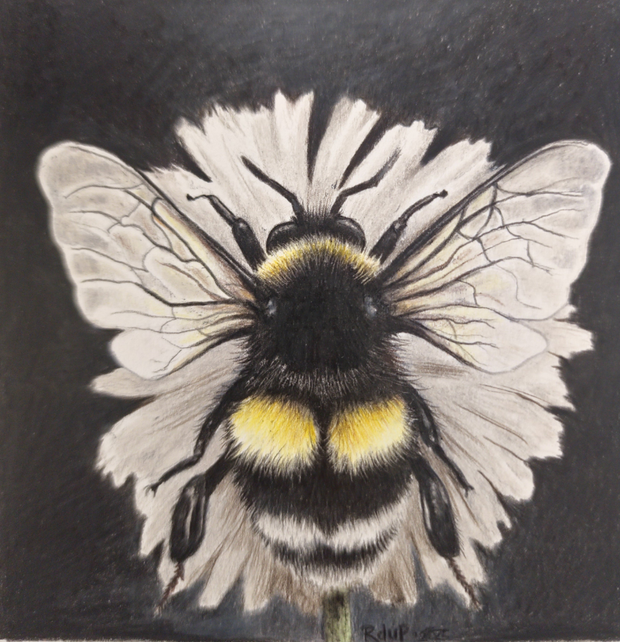 The Collector - SOLD