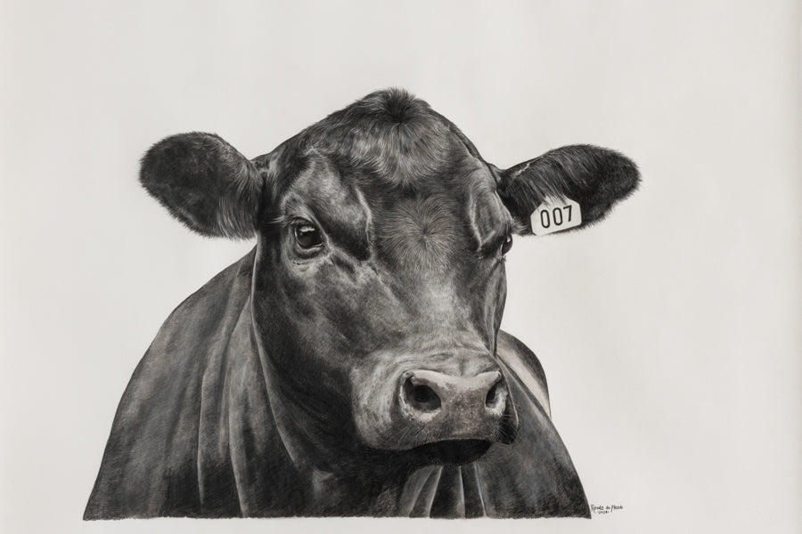 Black Angus Steer 007 - Limited Edition