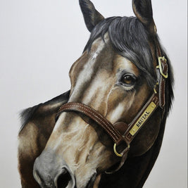 detailed print of the thoroughbred stallion Brutal with his head collar on 