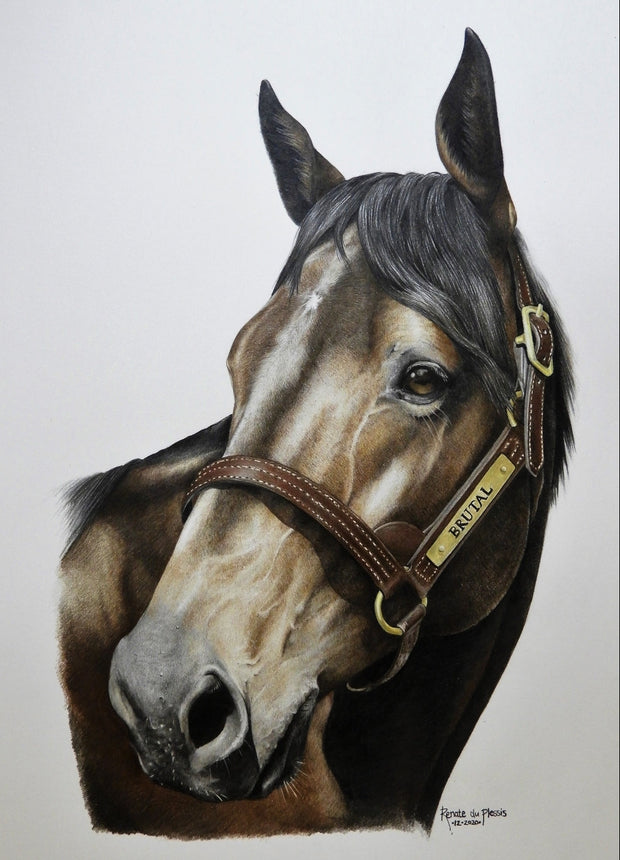 detailed print of the thoroughbred stallion Brutal with his head collar on 