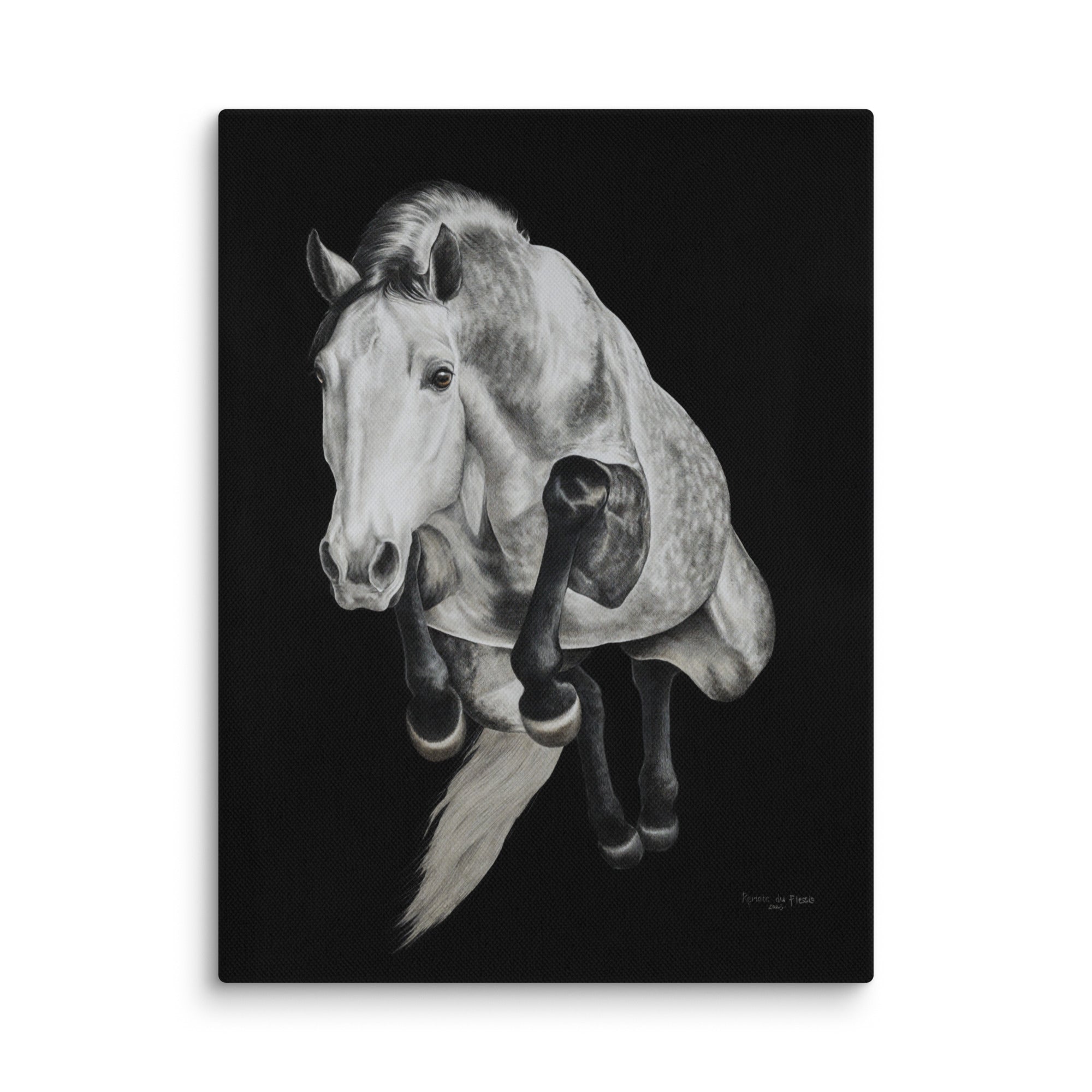 Grey horse jumping on a black background