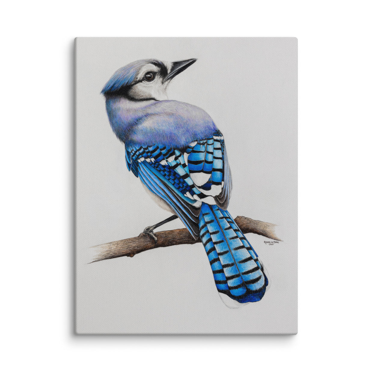 A portrait of a Blue Jay bird on a branch on a light grey background 