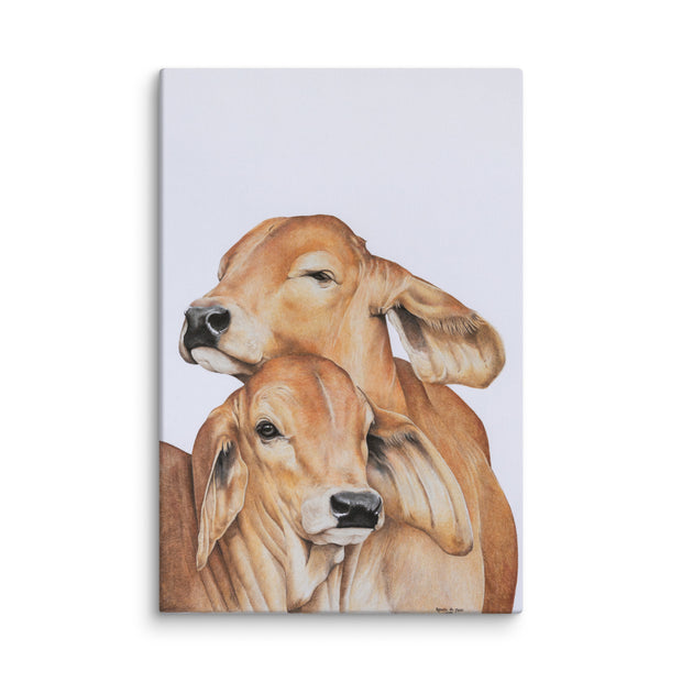 2 baby Brahman calves showing affection on a white background. 