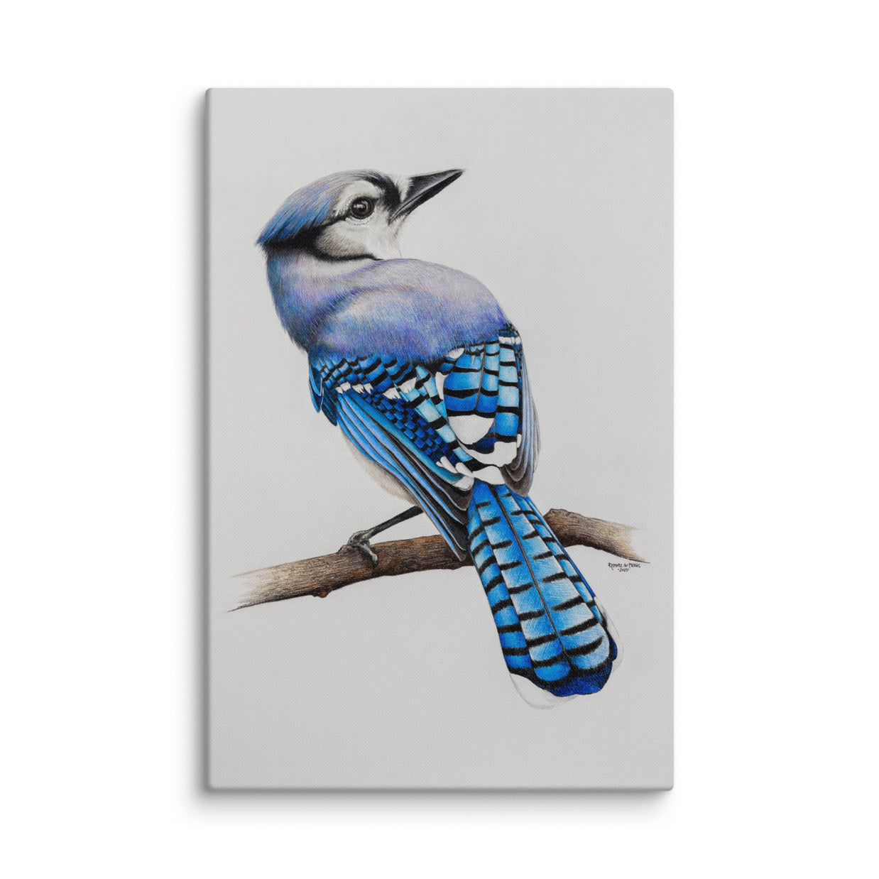 Canvas print of a blue jay bird on a branch with a white background