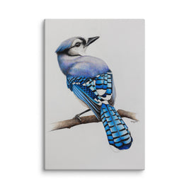 Canvas print of a blue jay bird on a branch with a white background