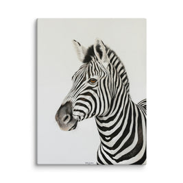 African zebra on a off white background 