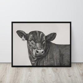 Black Angus steer with a 008 ear tag on an off white background canvas with frame