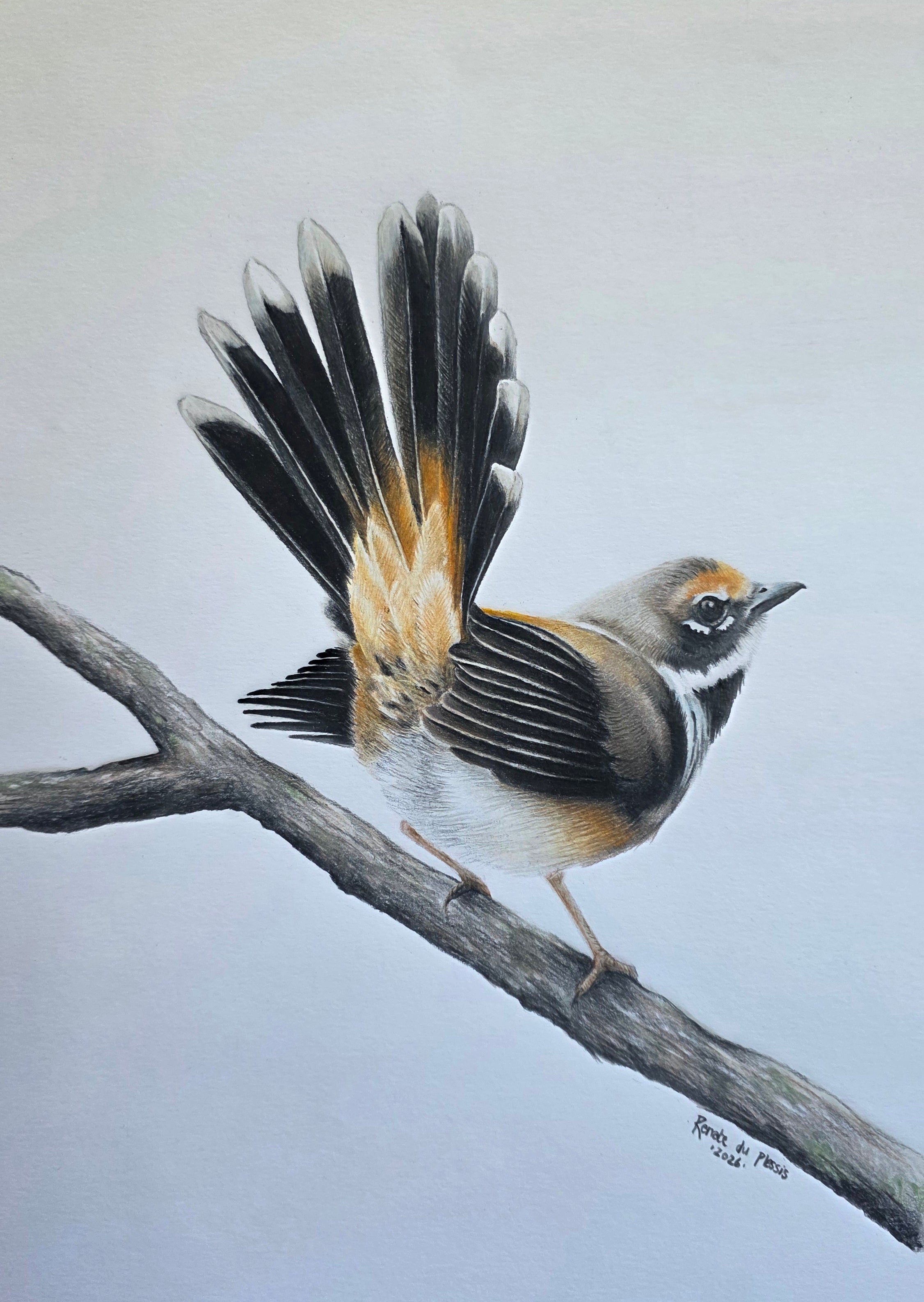 A drawing of a bird perched on a branch, shown against a white background. The artwork appears to be a realistic bird illustration or painting with black, white, gray, brown, and warm tan/orange tones.