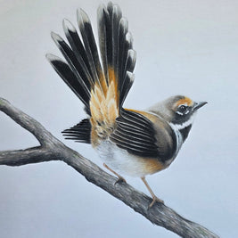 A drawing of a bird perched on a branch, shown against a white background. The artwork appears to be a realistic bird illustration or painting with black, white, gray, brown, and warm tan/orange tones.